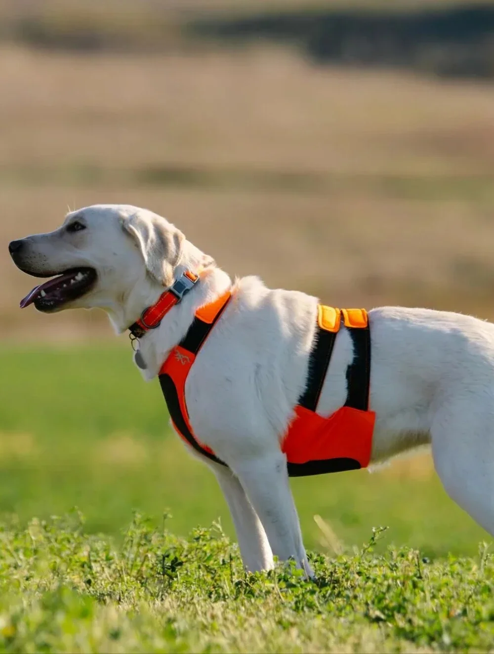 Browning Pet Products Chest Protection Vest Neoprene Reflective Orange/Black L